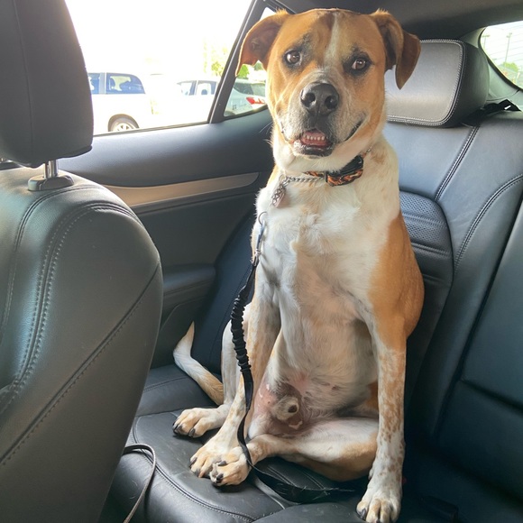 My four-legged children! 😉 - Picture 6 of 10